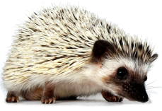 (Hello Hedgehog, 2012)