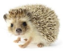(Hello hedgehog, 2012)
