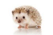 (Hedgehogs As Pets, 2014)
